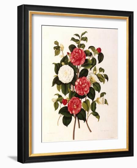 Rose and Camelias-Weddell-Framed Giclee Print