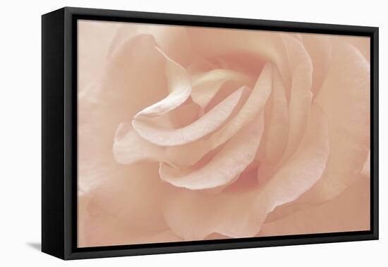 Rose And Gentle 1-null-Framed Premier Image Canvas