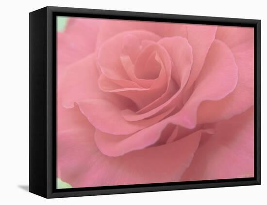 Rose And Gentle 3-null-Framed Premier Image Canvas