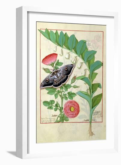 Rose and Polygonatum Illustration from The Book of Simple Medicines by Mattheaus Platearius c. 1470-Robinet Testard-Framed Giclee Print