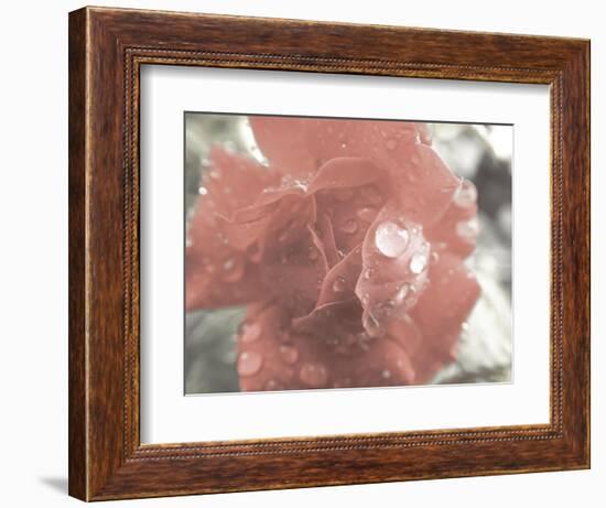 Rose and Water-null-Framed Photographic Print