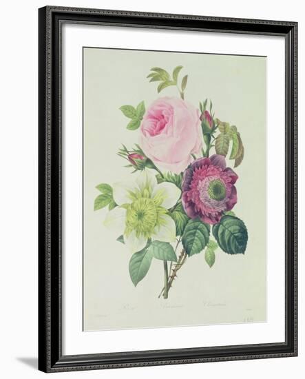 Rose, Anemone and Clematide-Pierre-Joseph Redouté-Framed Giclee Print