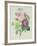 Rose, Anemone and Clematide-Pierre-Joseph Redouté-Framed Giclee Print