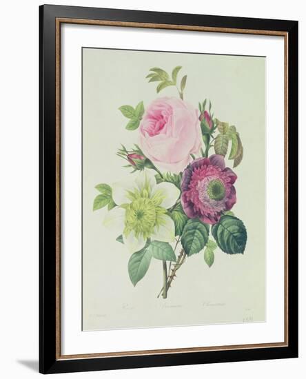 Rose, Anemone and Clematide-Pierre-Joseph Redouté-Framed Giclee Print