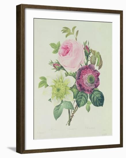 Rose, Anemone and Clematide-Pierre-Joseph Redouté-Framed Giclee Print