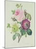 Rose, Anemone and Clematide-Pierre-Joseph Redouté-Mounted Giclee Print