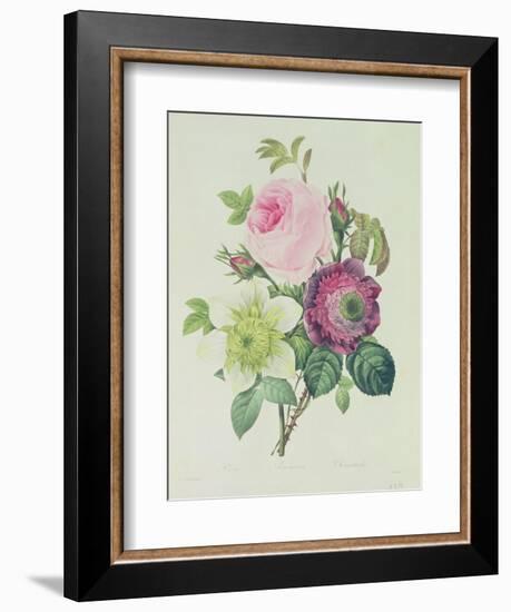 Rose, Anemone and Clematide-Pierre-Joseph Redouté-Framed Giclee Print