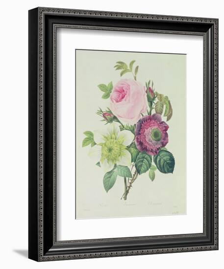 Rose, Anemone and Clematide-Pierre-Joseph Redouté-Framed Giclee Print