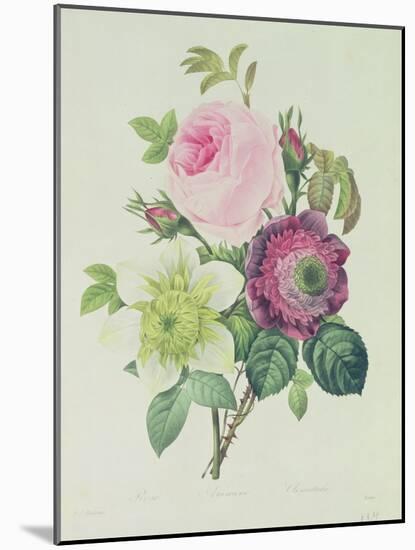 Rose, Anemone and Clematide-Pierre-Joseph Redouté-Mounted Giclee Print