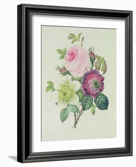 Rose, Anemone and Clematide-Pierre-Joseph Redouté-Framed Giclee Print