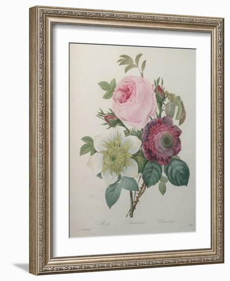 Rose, Anemone and Clematis-Pierre-Joseph Redoute-Framed Art Print