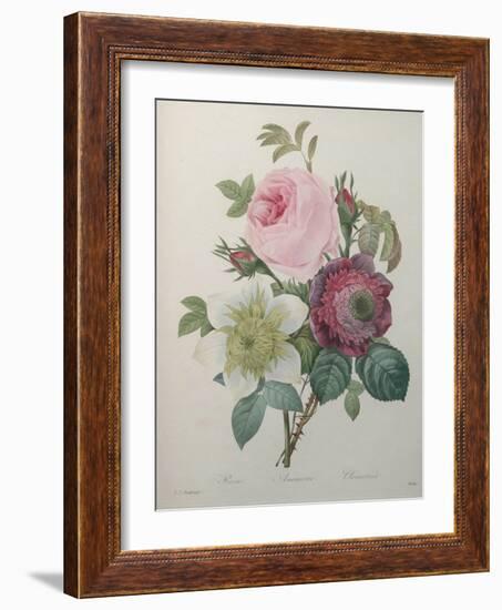 Rose, Anemone and Clematis-Pierre-Joseph Redoute-Framed Art Print