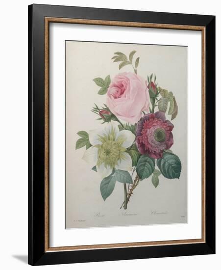 Rose, Anemone and Clematis-Pierre-Joseph Redoute-Framed Art Print