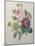 Rose, Anemone and Clematis-Pierre-Joseph Redoute-Mounted Art Print