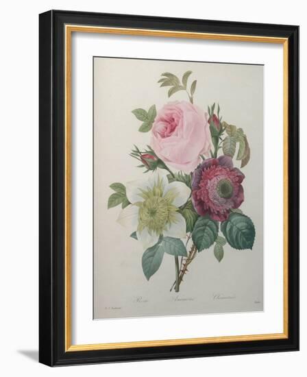 Rose, Anemone and Clematis-Pierre-Joseph Redoute-Framed Art Print