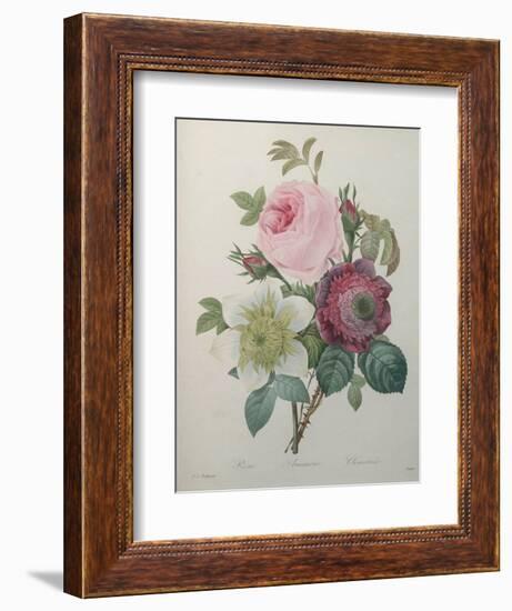 Rose, Anemone and Clematis-Pierre-Joseph Redoute-Framed Art Print