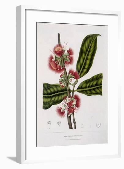 Rose Apple-Berthe Hoola Van Nooten-Framed Giclee Print