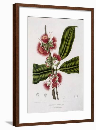 Rose Apple-Berthe Hoola Van Nooten-Framed Giclee Print