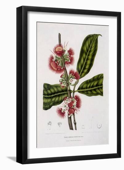 Rose Apple-Berthe Hoola Van Nooten-Framed Giclee Print