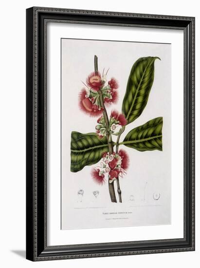 Rose Apple-Berthe Hoola Van Nooten-Framed Giclee Print