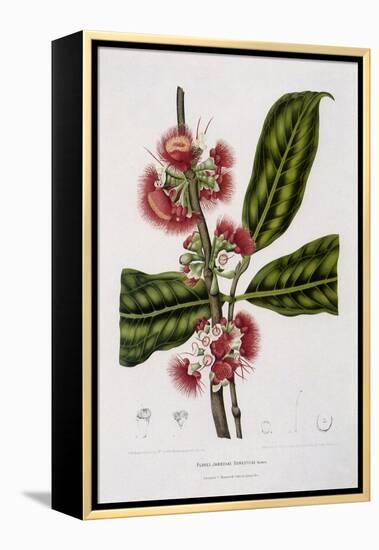 Rose Apple-Berthe Hoola Van Nooten-Framed Premier Image Canvas