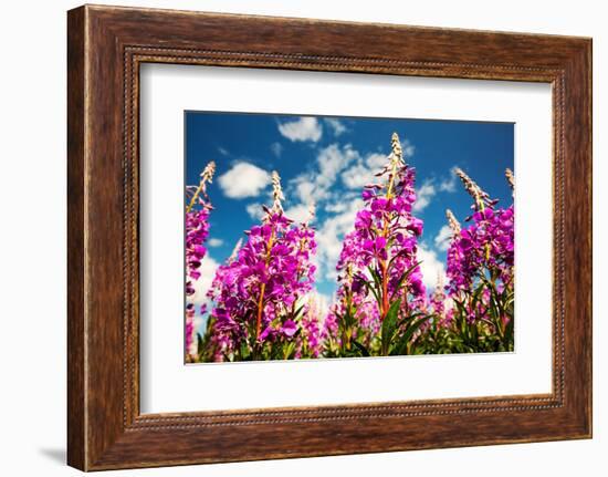 Rose bay willowherb flowering in the Lyth Valley, England-Ashley Cooper-Framed Photographic Print