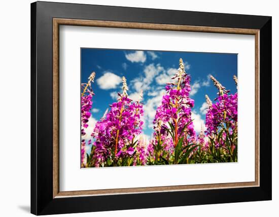 Rose bay willowherb flowering in the Lyth Valley, England-Ashley Cooper-Framed Photographic Print