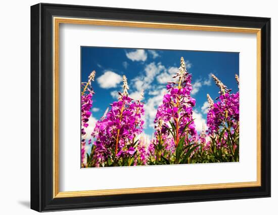 Rose bay willowherb flowering in the Lyth Valley, England-Ashley Cooper-Framed Photographic Print
