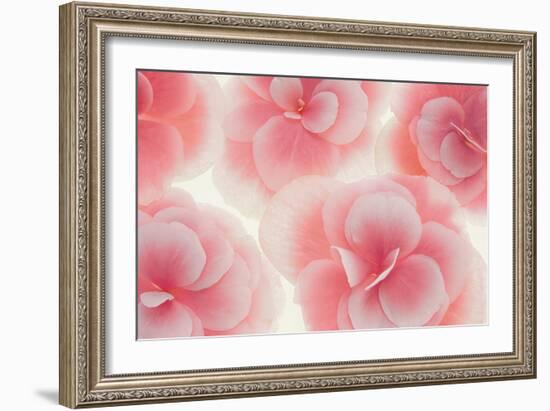 Rose Begonia Flowers-Cora Niele-Framed Photographic Print