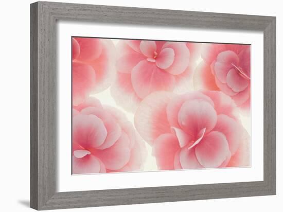 Rose Begonia Flowers-Cora Niele-Framed Photographic Print