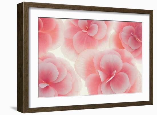 Rose Begonia Flowers-Cora Niele-Framed Photographic Print