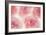 Rose Begonia Flowers-Cora Niele-Framed Photographic Print