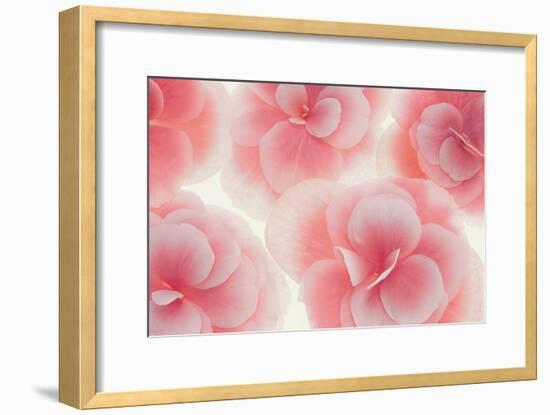 Rose Begonia Flowers-Cora Niele-Framed Photographic Print