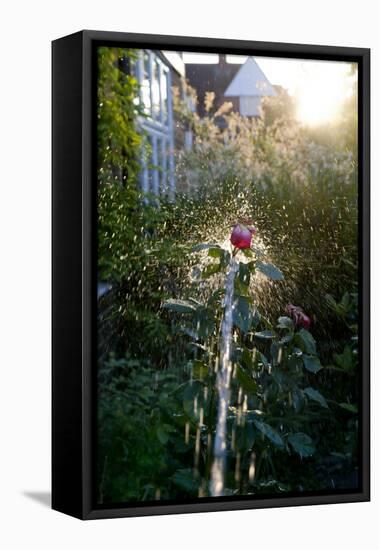 Rose being watered with backlight-Charles Bowman-Framed Premier Image Canvas