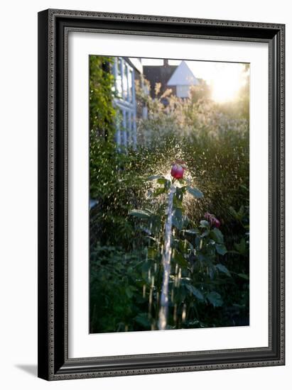 Rose being watered with backlight-Charles Bowman-Framed Photographic Print