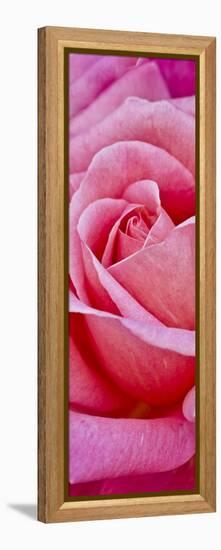 Rose Bloom, Close-Up-Uwe Merkel-Framed Premier Image Canvas