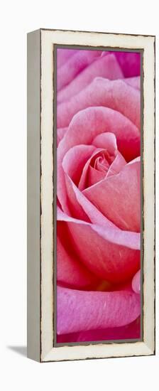 Rose Bloom, Close-Up-Uwe Merkel-Framed Premier Image Canvas