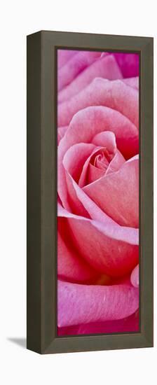 Rose Bloom, Close-Up-Uwe Merkel-Framed Premier Image Canvas