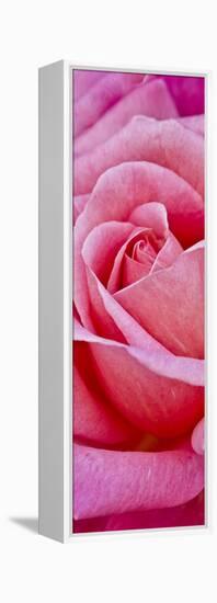 Rose Bloom, Close-Up-Uwe Merkel-Framed Premier Image Canvas