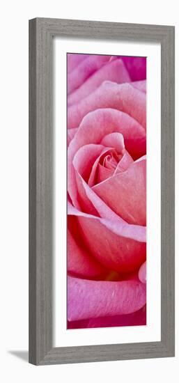 Rose Bloom, Close-Up-Uwe Merkel-Framed Photographic Print