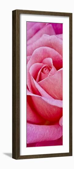 Rose Bloom, Close-Up-Uwe Merkel-Framed Photographic Print