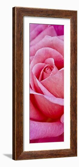 Rose Bloom, Close-Up-Uwe Merkel-Framed Photographic Print