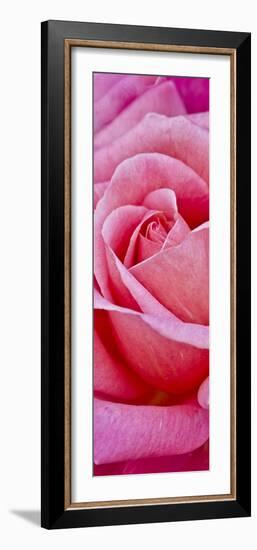 Rose Bloom, Close-Up-Uwe Merkel-Framed Photographic Print