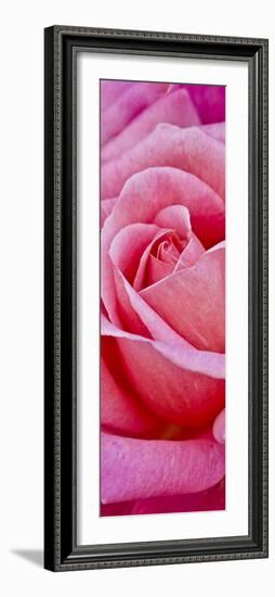 Rose Bloom, Close-Up-Uwe Merkel-Framed Photographic Print