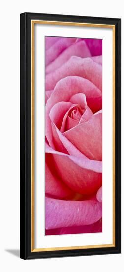 Rose Bloom, Close-Up-Uwe Merkel-Framed Photographic Print