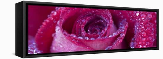 Rose Bloom with Drops of Water-Uwe Merkel-Framed Premier Image Canvas