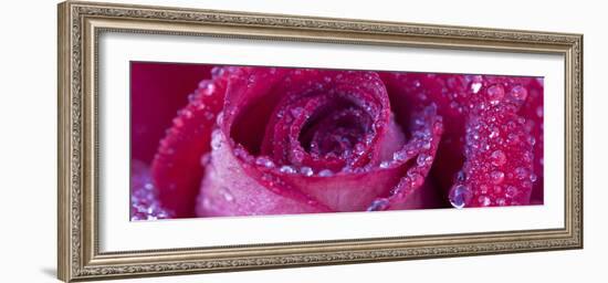 Rose Bloom with Drops of Water-Uwe Merkel-Framed Photographic Print