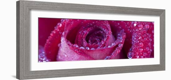 Rose Bloom with Drops of Water-Uwe Merkel-Framed Photographic Print