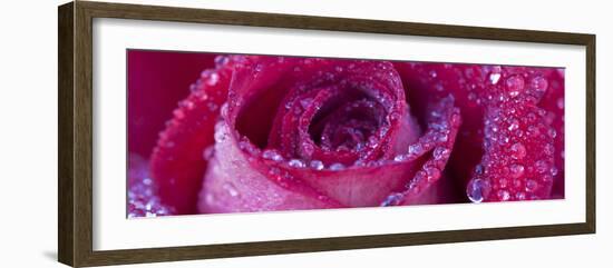 Rose Bloom with Drops of Water-Uwe Merkel-Framed Photographic Print