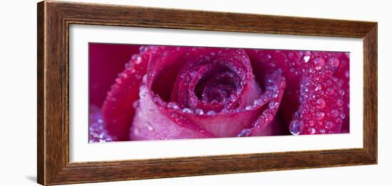 Rose Bloom with Drops of Water-Uwe Merkel-Framed Photographic Print